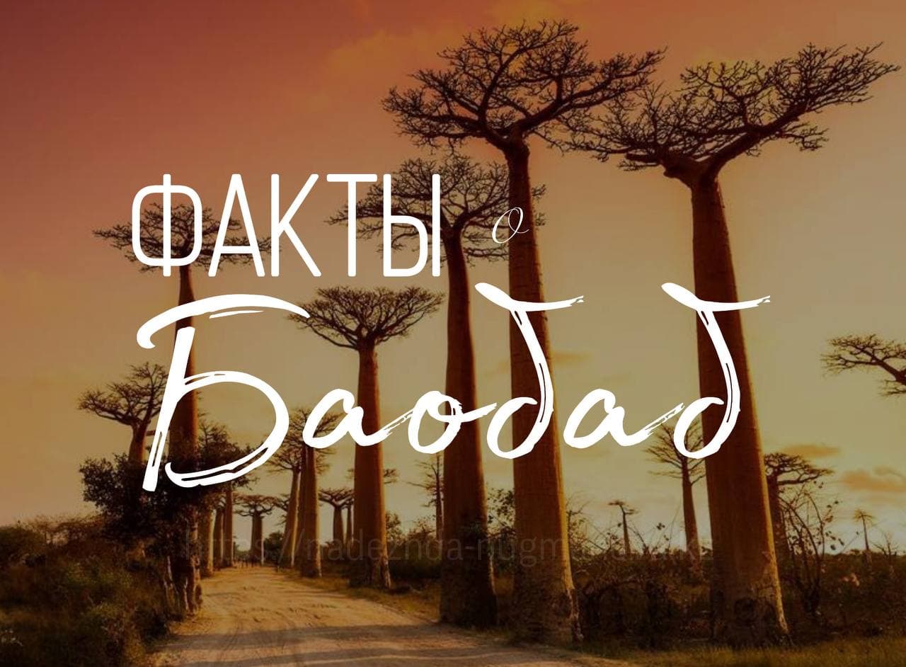 Интересные факты о дереве Баобаб